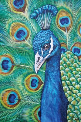 Peacock Canvas Art by Cyndi Dodes | iCanvas