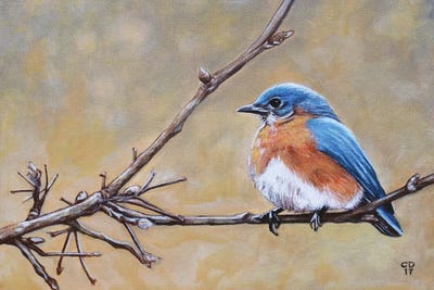 Cyndi Dodes