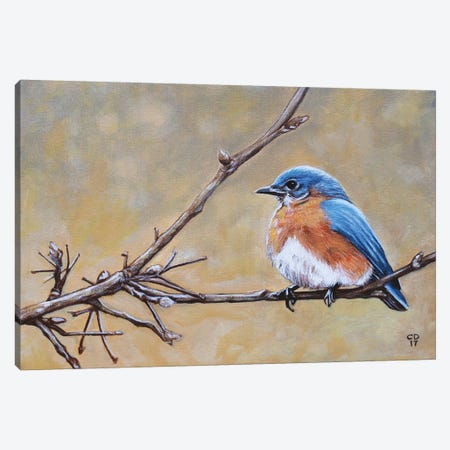 Bluebird Canvas Print #CDO2} by Cyndi Dodes Canvas Artwork