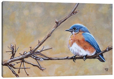 Bluebird Canvas Art Print - Cyndi Dodes