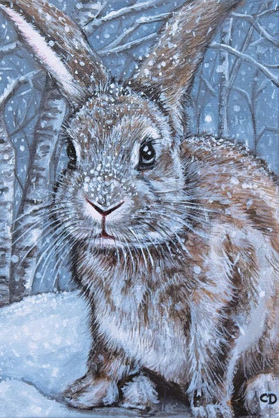 Winter Rabbit by Cyndi Dodes canvas print