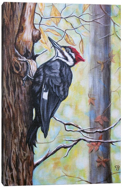 Woody Canvas Art Print - Woodpecker Art