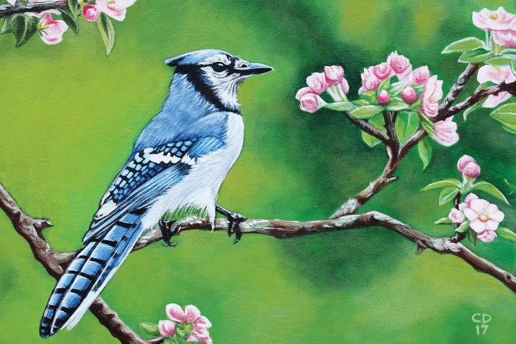 Bluejay In Spring by Cyndi Dodes wall art