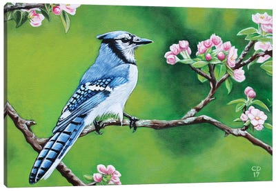 Bluejay In Spring Canvas Art Print - Cyndi Dodes
