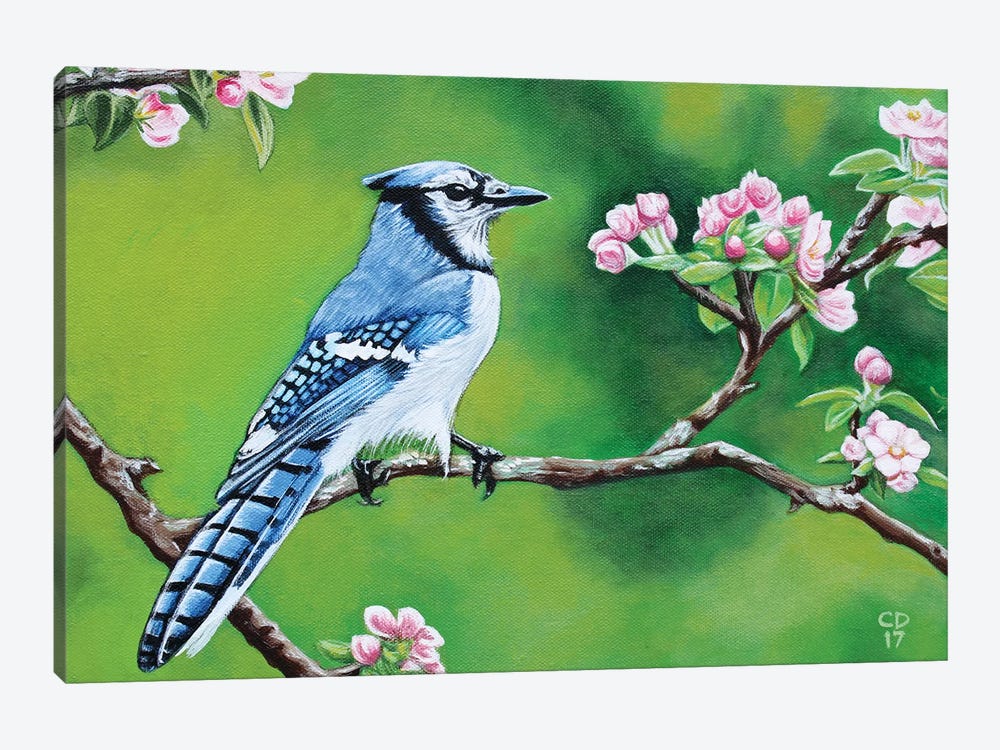 Bluejay In Spring by Cyndi Dodes 1-piece Canvas Art