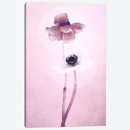 Anemone I Canvas Print #CDR103} by Claudia Drossert Canvas Art