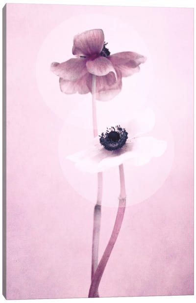 Anemone I Canvas Art Print - Claudia Drossert