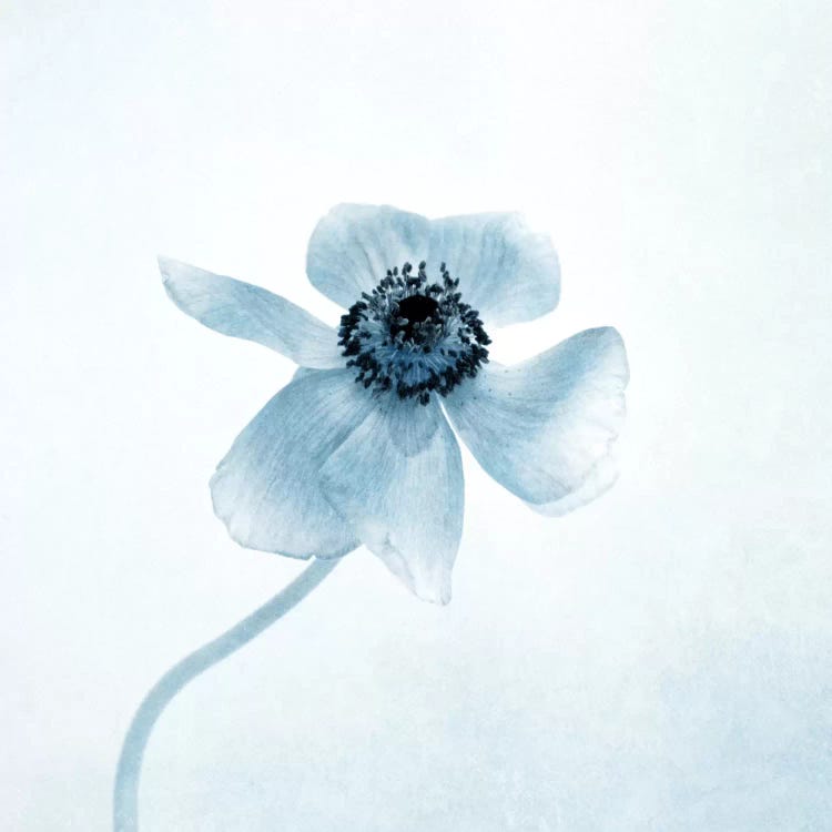 Anemone II by Claudia Drossert wall art