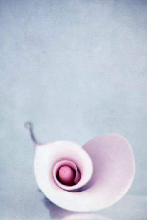 Calla by Claudia Drossert wall art