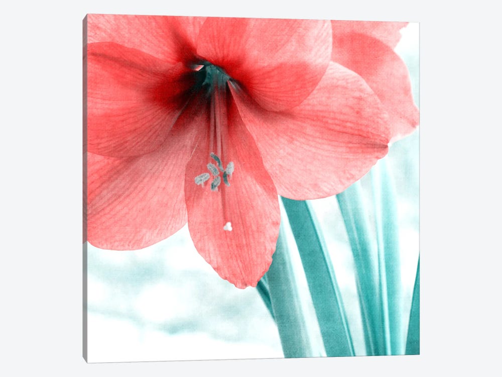Delicate by Claudia Drossert 1-piece Canvas Print