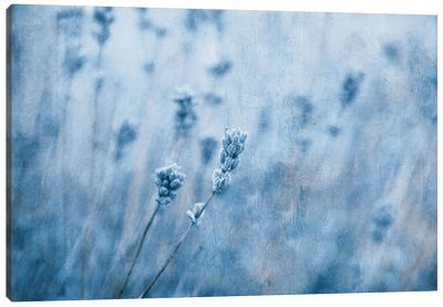 Lavender I Canvas Art Print - Herb Art