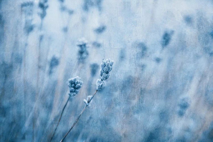 Lavender I by Claudia Drossert wall art