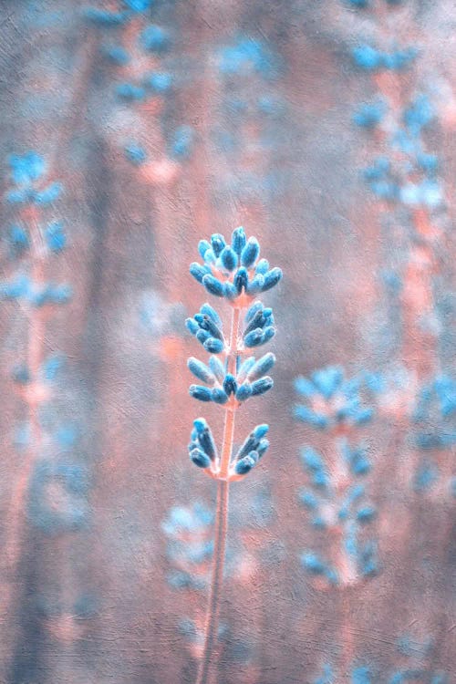 Lavender II by Claudia Drossert wall art