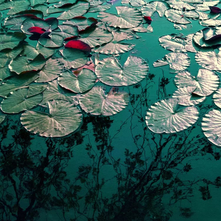 Water Lilies