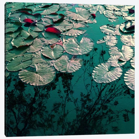 Water Lilies Canvas Print #CDR120} by Claudia Drossert Canvas Wall Art