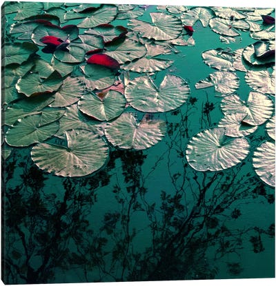 Water Lilies Canvas Art Print - Claudia Drossert