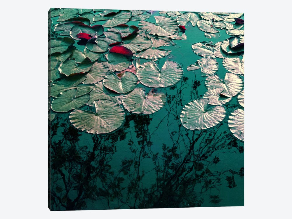 Water Lilies by Claudia Drossert 1-piece Canvas Art Print
