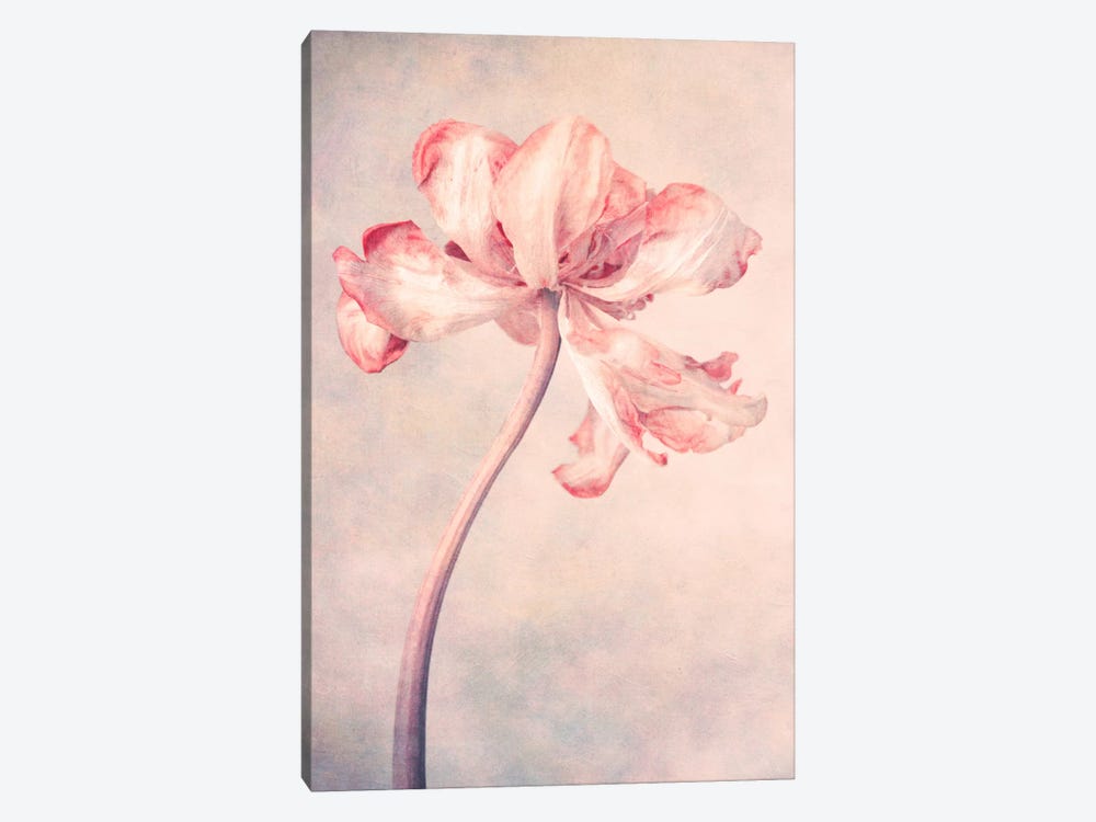 May by Claudia Drossert 1-piece Canvas Wall Art