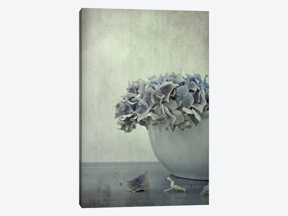 Old Hortensia by Claudia Drossert 1-piece Canvas Wall Art