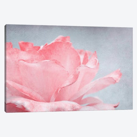 Pink Rose Canvas Print #CDR124} by Claudia Drossert Art Print