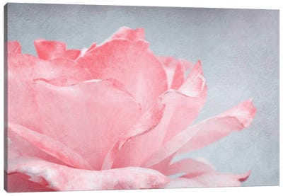 Pink Rose Canvas Art Print - Claudia Drossert