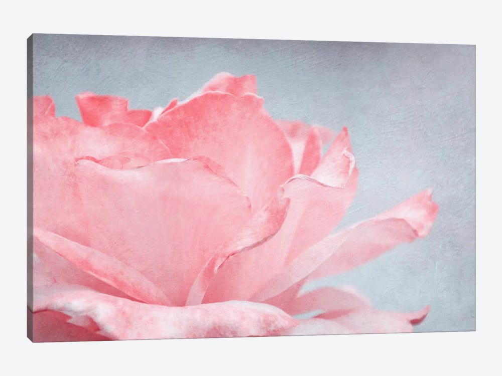 Pink Rose by Claudia Drossert 1-piece Art Print