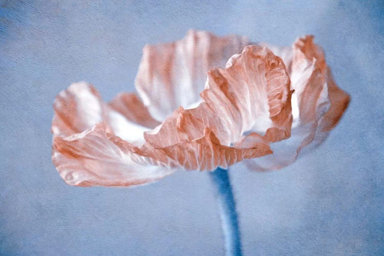 Poppy II by Claudia Drossert wall art