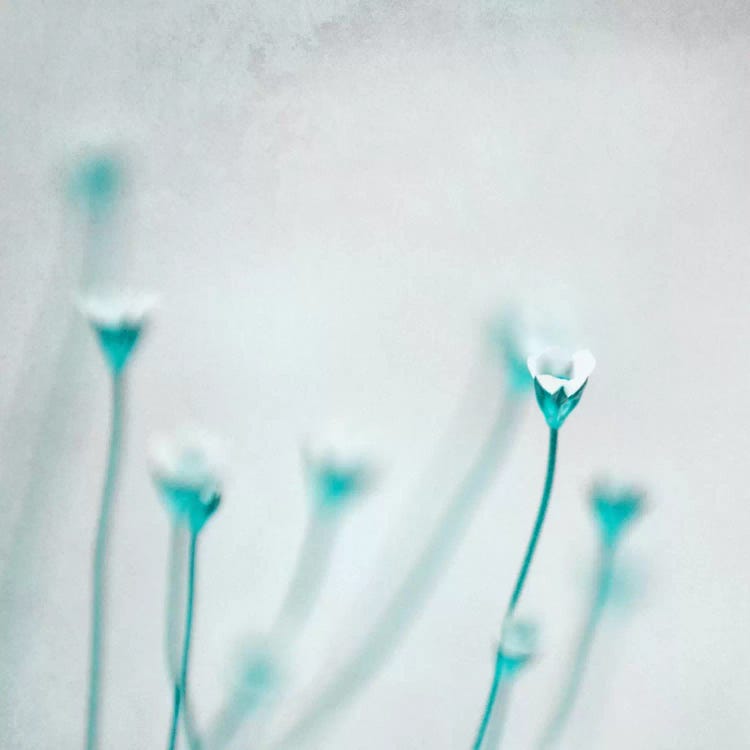 Spring Fever by Claudia Drossert wall art