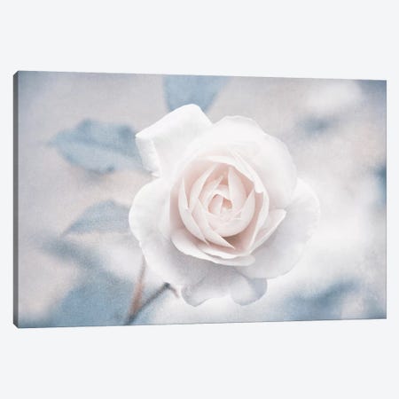 White Rose I Canvas Print #CDR132} by Claudia Drossert Canvas Art Print