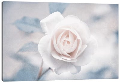 White Rose I Canvas Art Print - Claudia Drossert