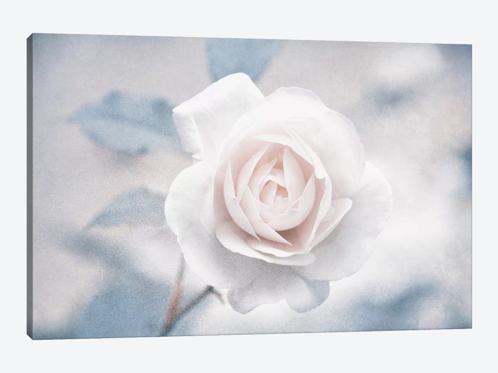White Rose I by Claudia Drossert 1-piece Canvas Artwork