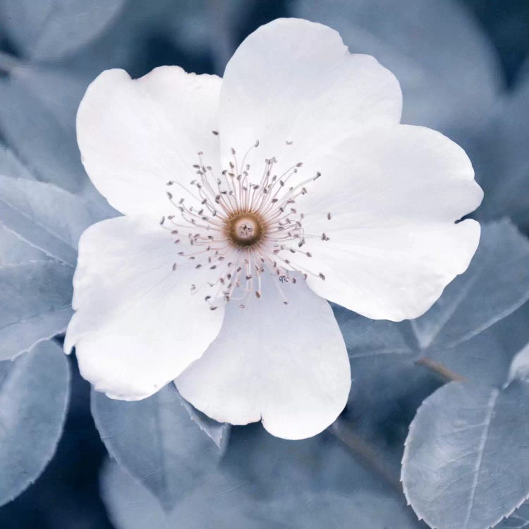 White Rose II by Claudia Drossert wall art