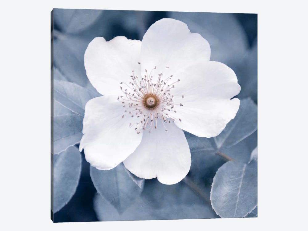 White Rose II by Claudia Drossert 1-piece Canvas Print