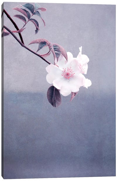 Wild Rose Canvas Art Print - Neutrals