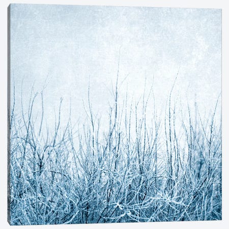 Winter Canvas Print #CDR135} by Claudia Drossert Canvas Art