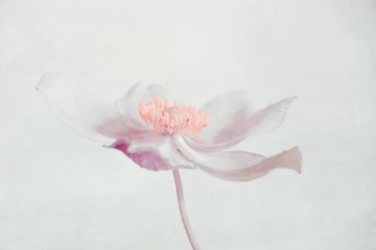 Fleur by Claudia Drossert wall art