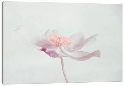 Fleur Canvas Art Print - White Art