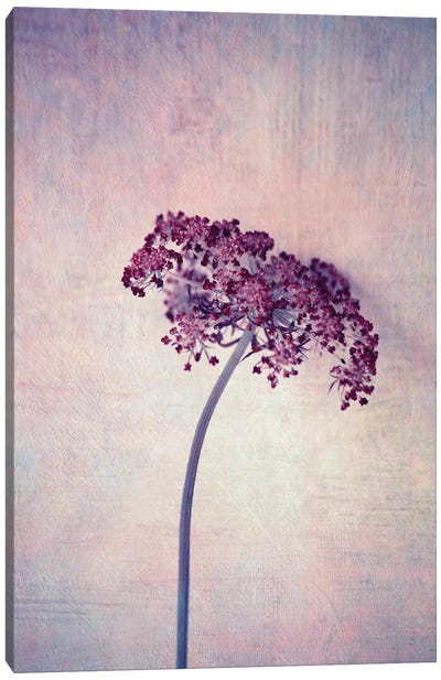 Lilac Canvas Art Print - Vintage Styled Photography