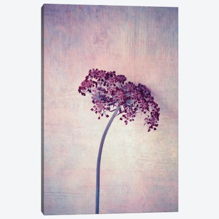 Lilac Canvas Print #CDR140} by Claudia Drossert Canvas Art