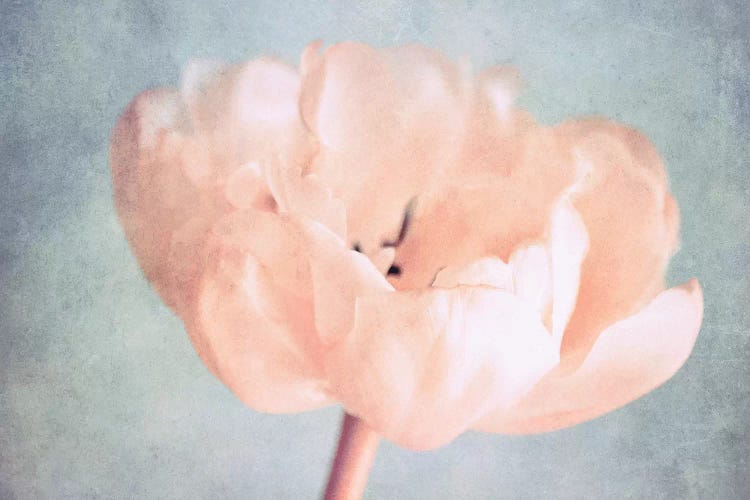 Silent Moments by Claudia Drossert wall art