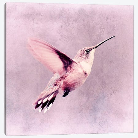 Kolibri Canvas Print #CDR149} by Claudia Drossert Canvas Artwork
