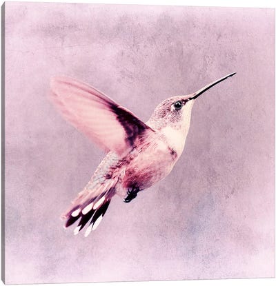 Kolibri Canvas Art Print - Claudia Drossert
