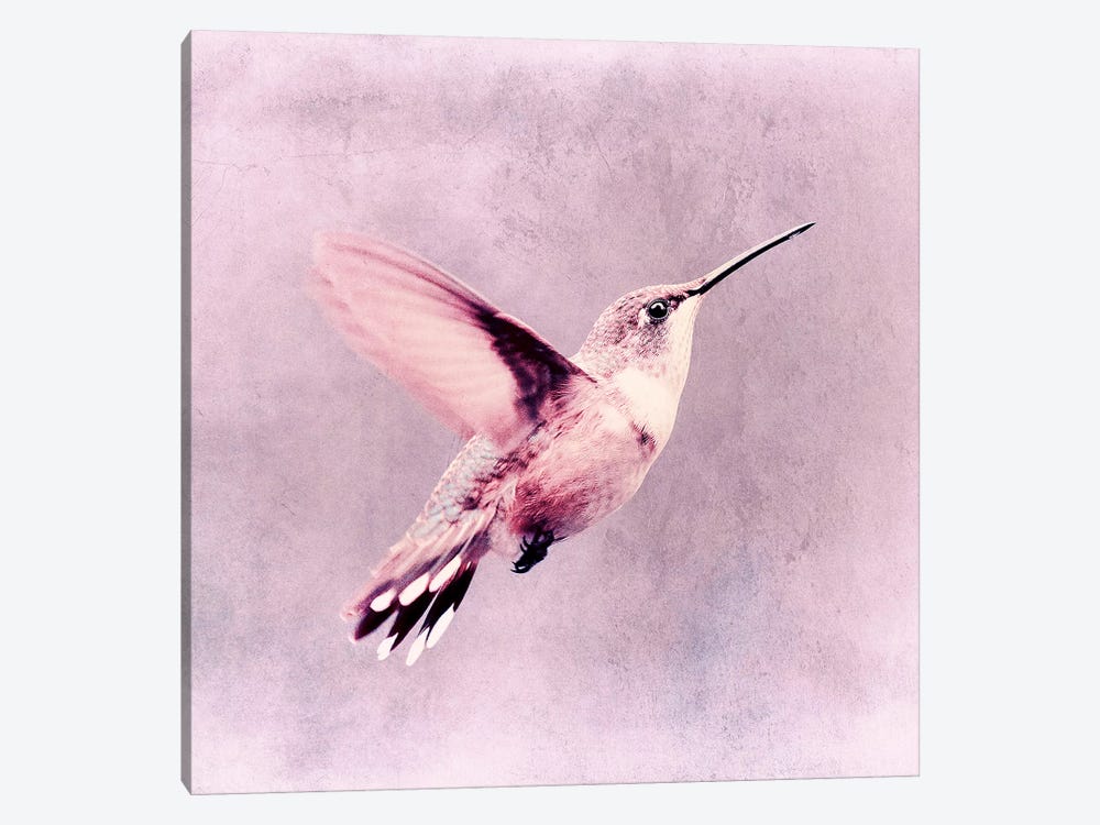 Kolibri by Claudia Drossert 1-piece Canvas Art