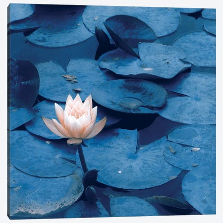 Lotus Canvas Print #CDR150} by Claudia Drossert Canvas Art Print
