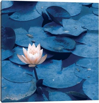 Lotus Canvas Art Print - Lily Art