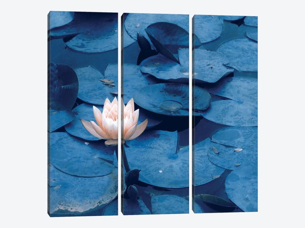 Lotus by Claudia Drossert 3-piece Canvas Art