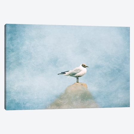 Seagull Canvas Print #CDR152} by Claudia Drossert Canvas Print
