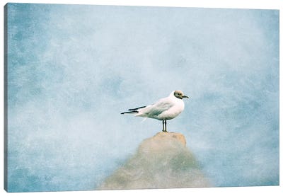 Seagull Canvas Art Print - Claudia Drossert