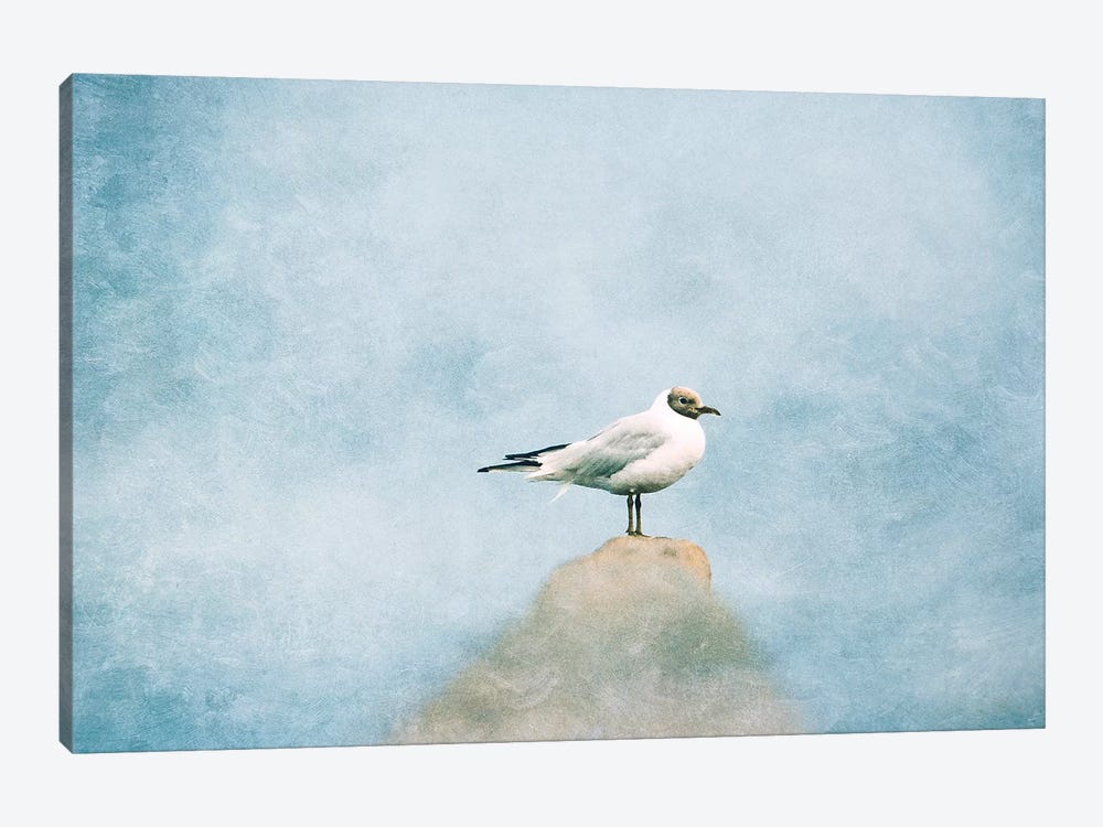 Seagull by Claudia Drossert 1-piece Canvas Artwork