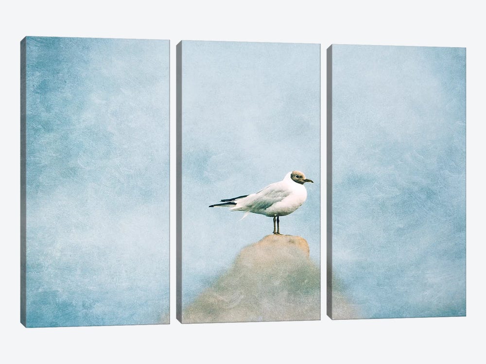 Seagull by Claudia Drossert 3-piece Canvas Artwork